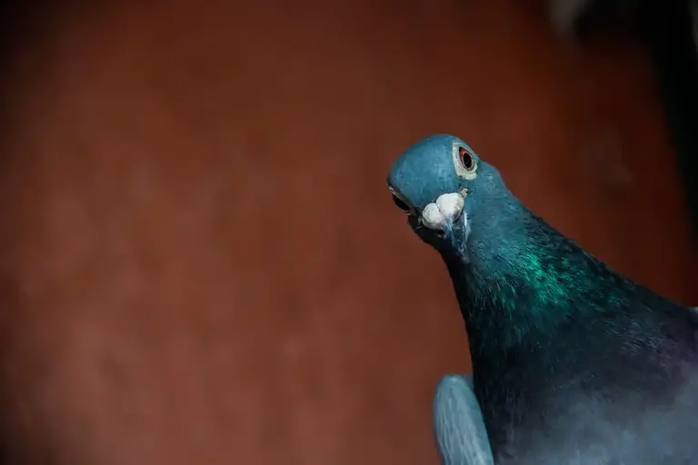 Pigeons solve problems similar to artificial intelligence