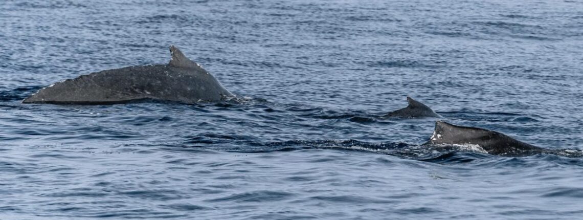 Two humpback whales in Kona waters instantly identified using app with artificial intelligence