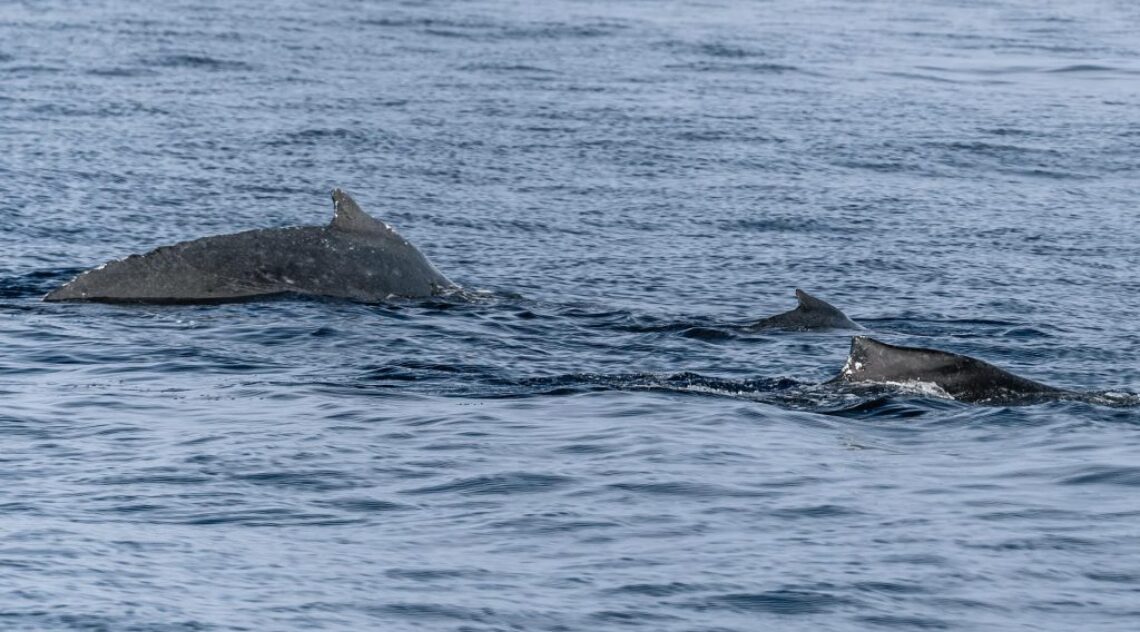 Two humpback whales in Kona waters instantly identified using app with artificial intelligence