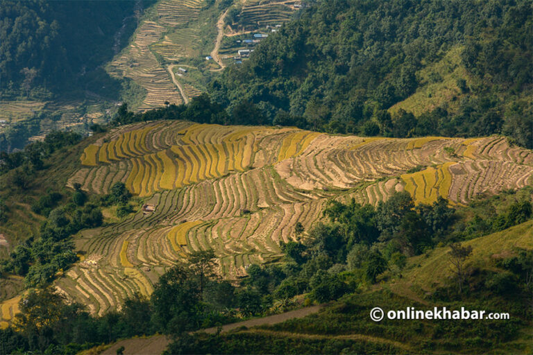 Role of artificial intelligence in the agricultural sector in Nepal